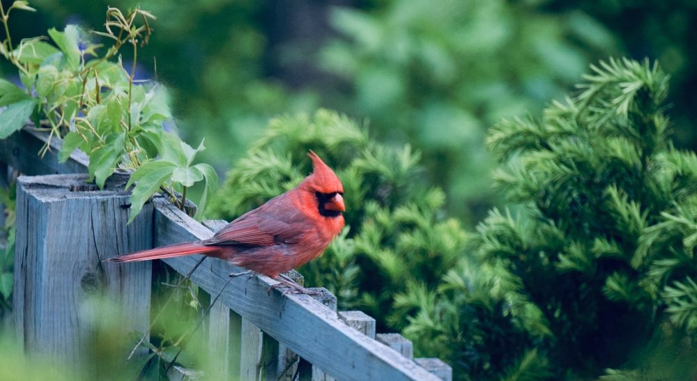Cardinal bird on the backyard
