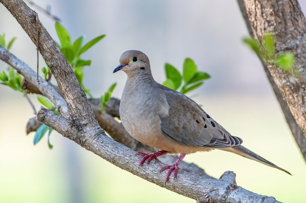 Mourning Dove appearance