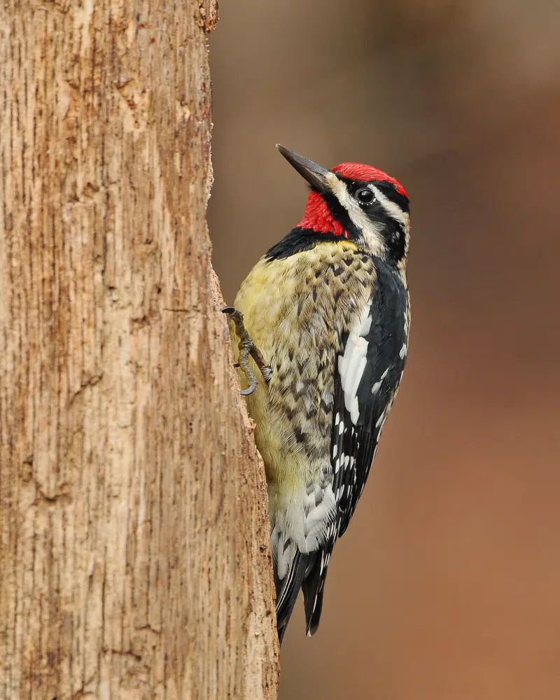 yellow bellied woodpecker