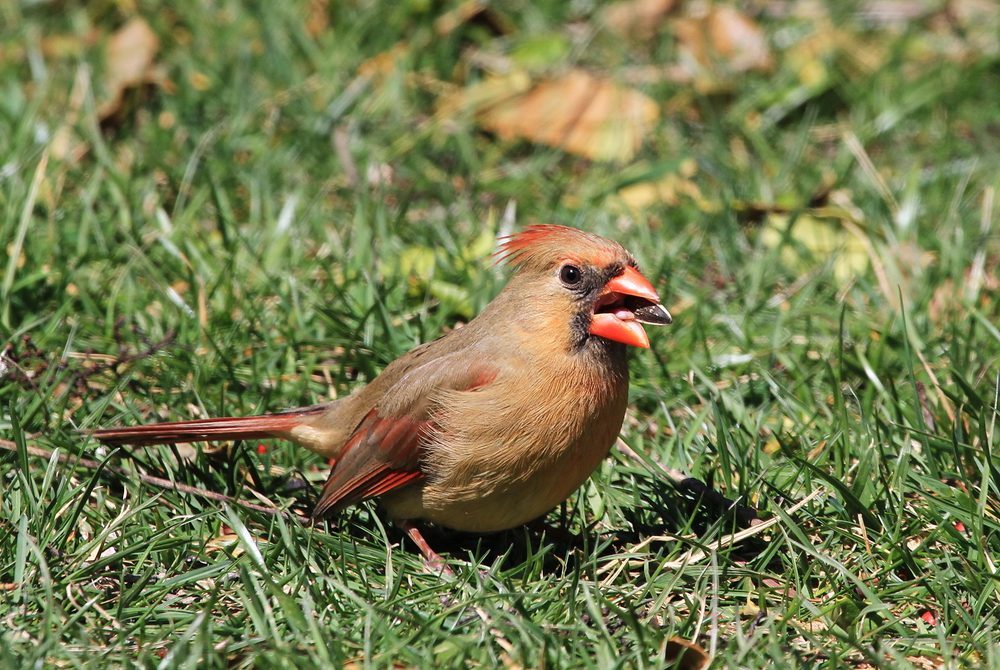 cardinal bird eating sunflower seed