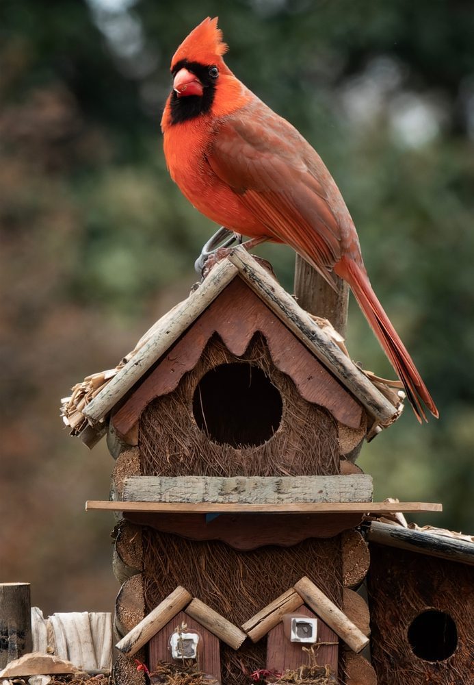 Cardinal bird house