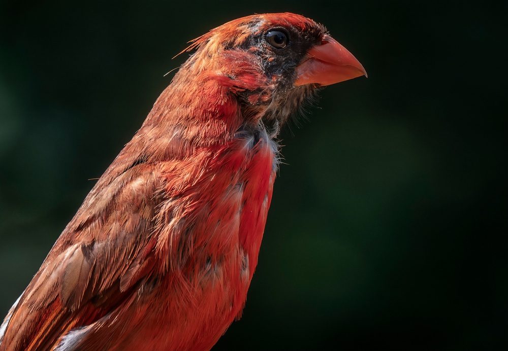 cardinal molting season