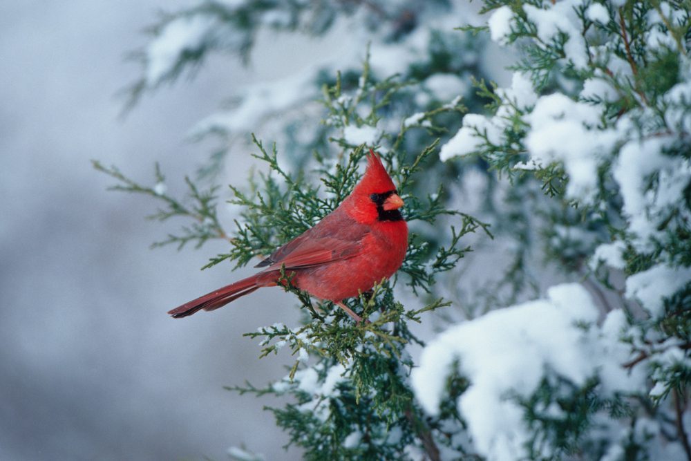 cardinal bird on the snow
