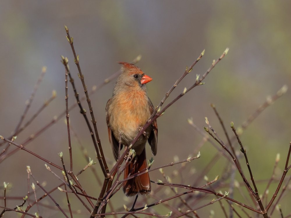 Cardinal bird on tree