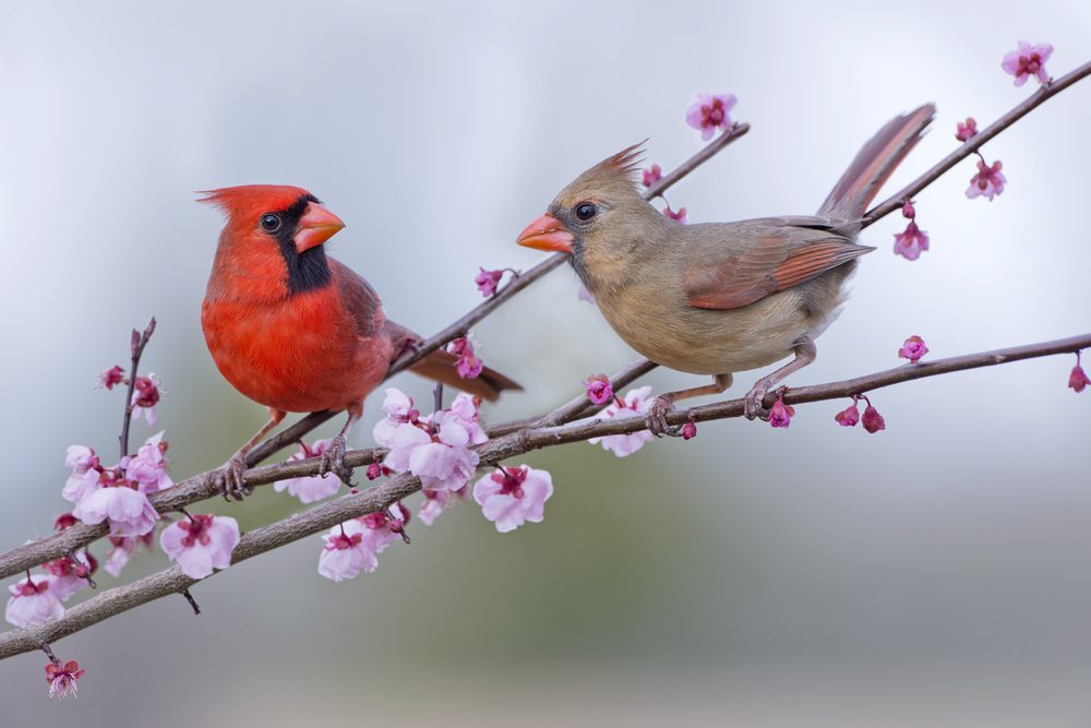 cardinal bird with female