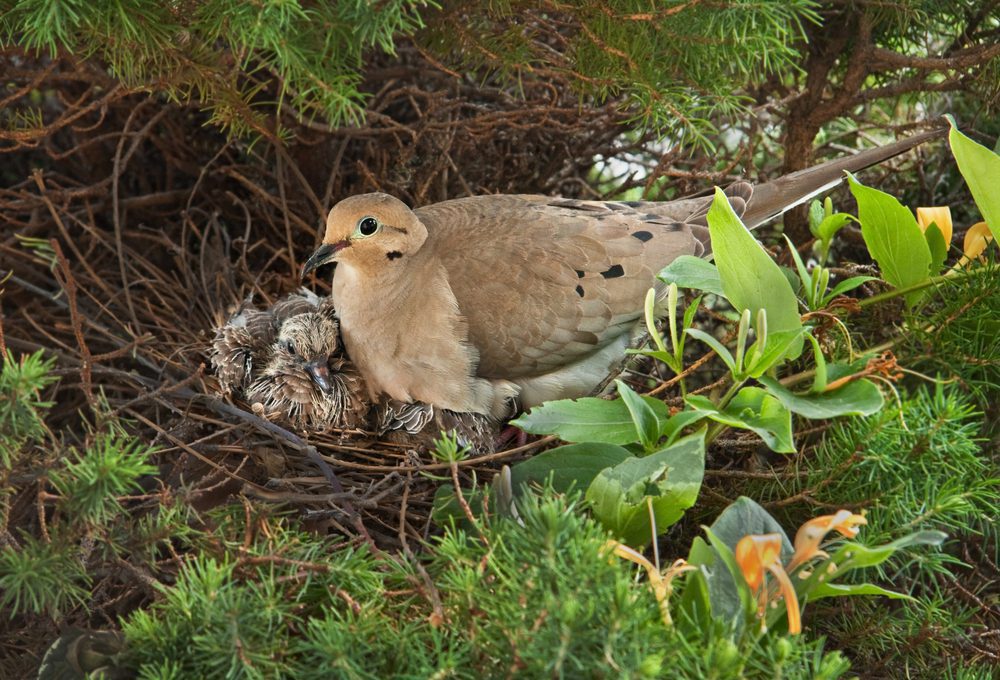 mourning dove parenting