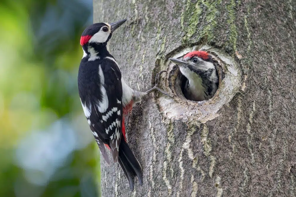 woodpecker bird