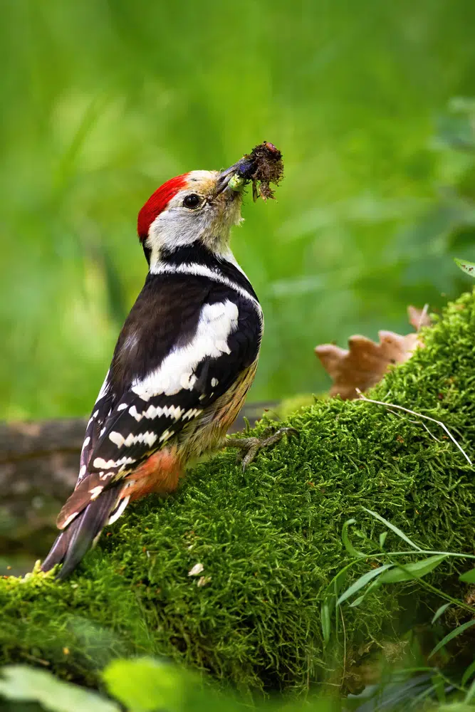 woodpecker catch a bug
