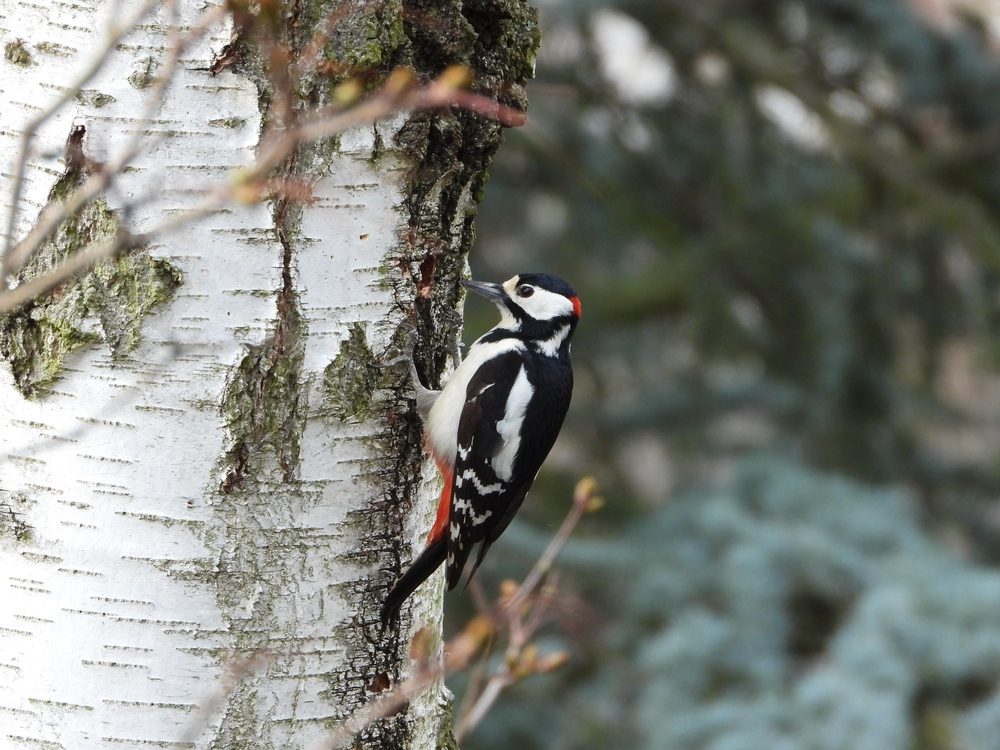 woodpecker encounter
