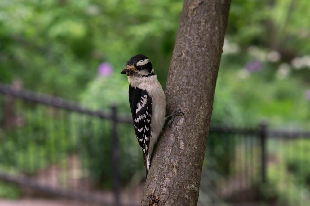 woodpecker in backyard