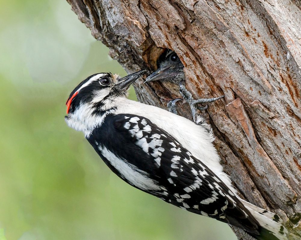 woodpecker nesting