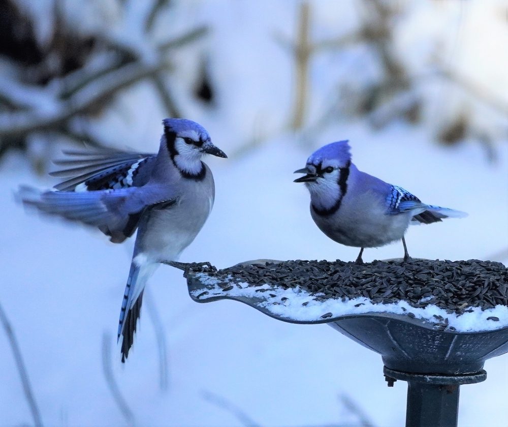 a couple of blue jay