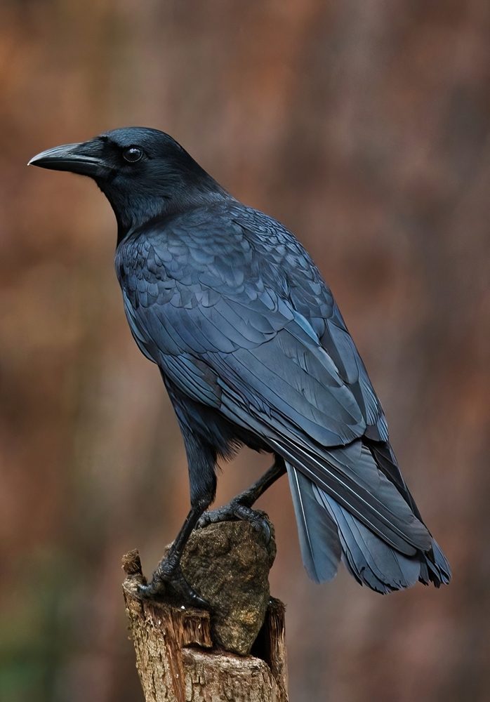 American Crow standing on a post.