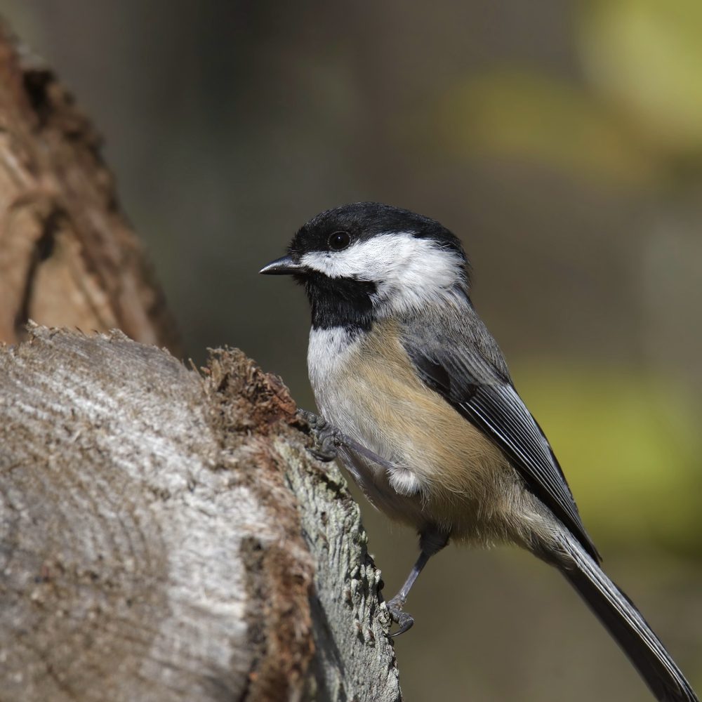 Black-capped Chickadee at wood