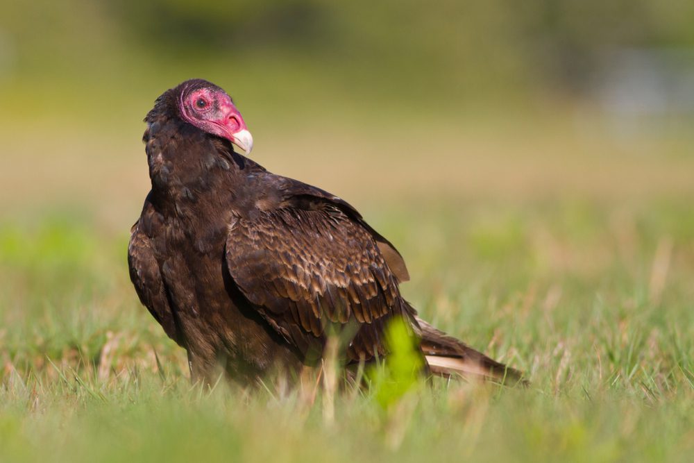 Closeup of a turkey vulture