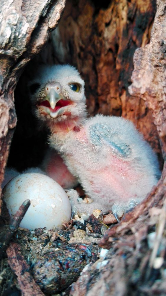 Great Horned Owl egg on nest