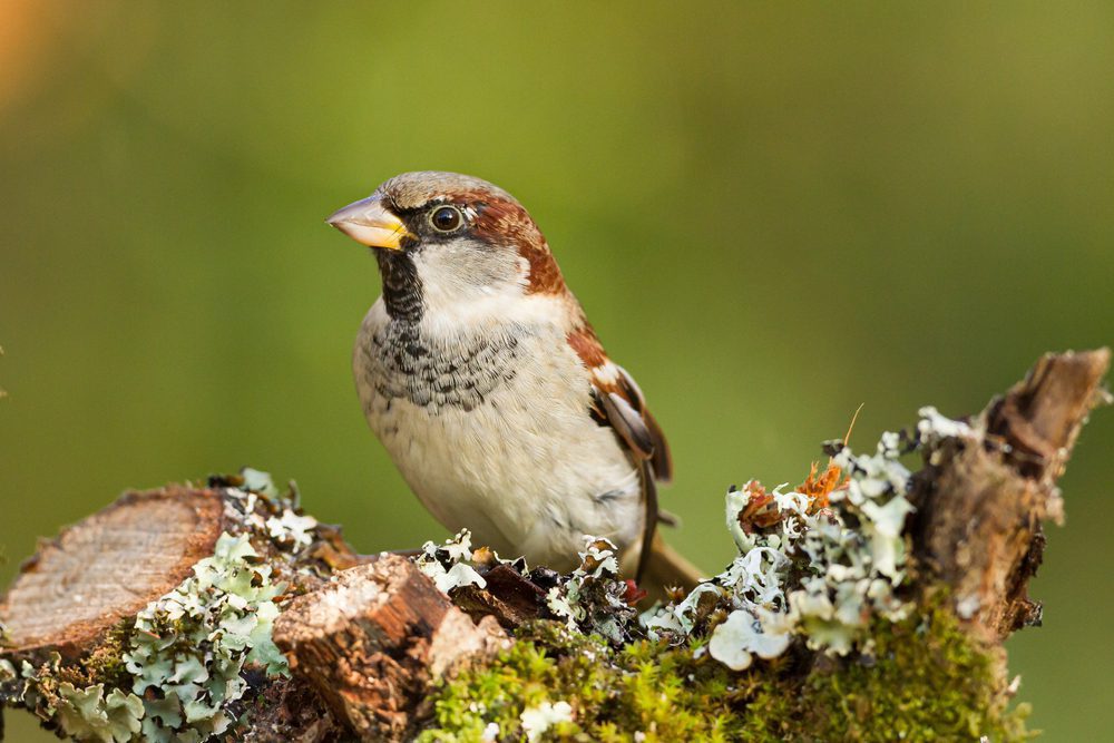 House sparrow standing on a tree