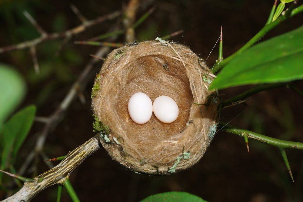 bird egg identification chart for Hummingbird Eggs on nest