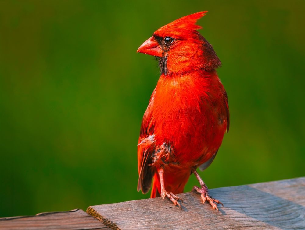Male northern cardinal perched on a wooden railing
