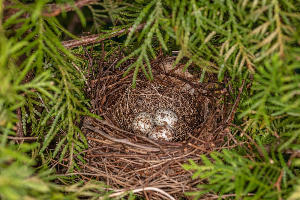 Cardinal Bird egg on nest