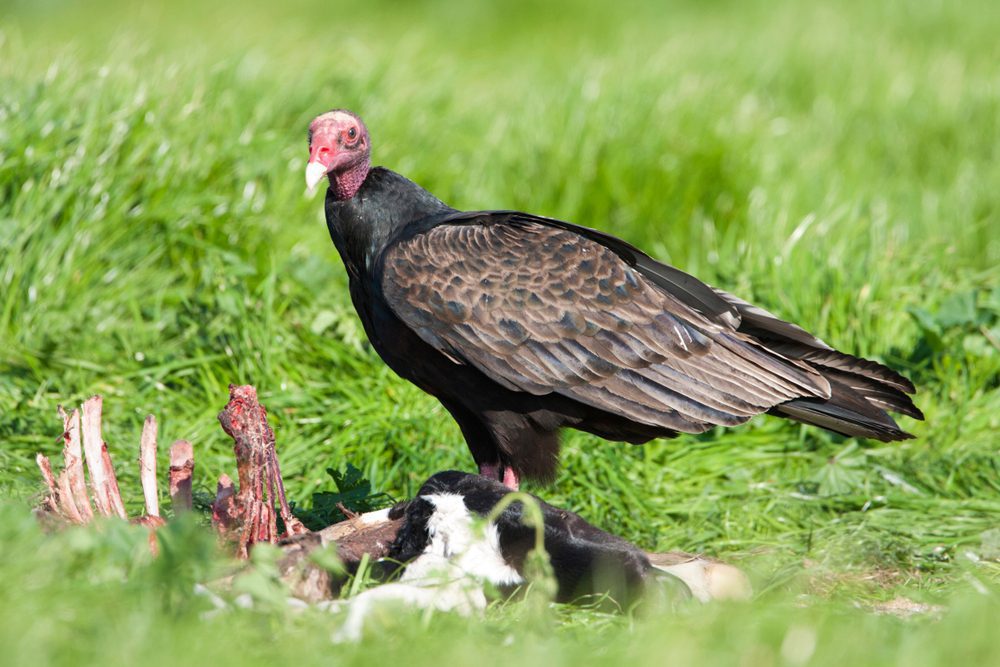 Turkey Vulture feeding on dead cow