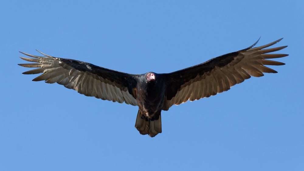 Turkey Vulture with spread wings overhead