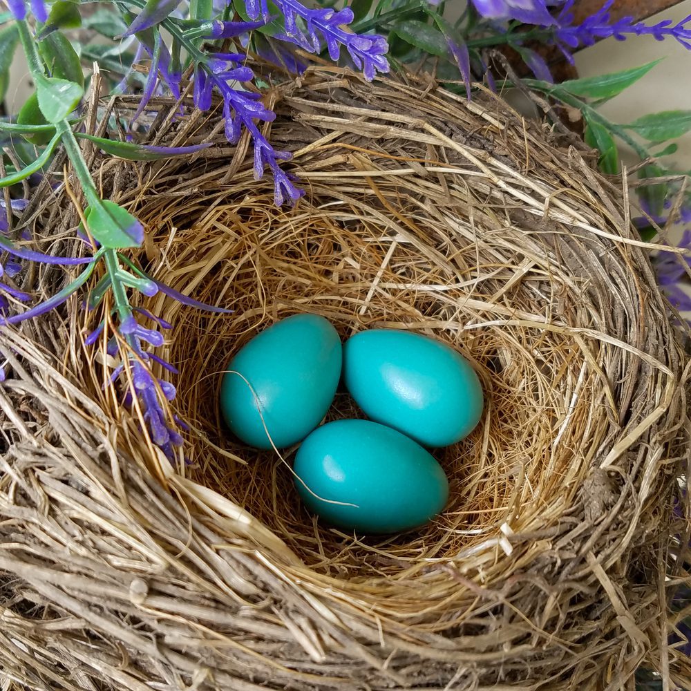 American Robin egg on nest