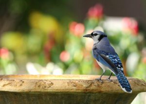 blue jay bird in backyard
