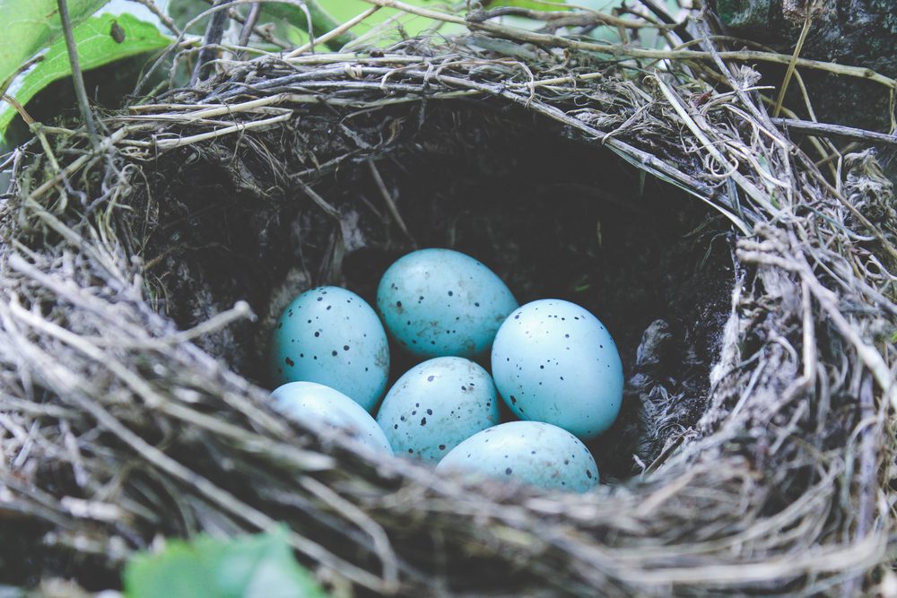 Blue jay bird egg on nest