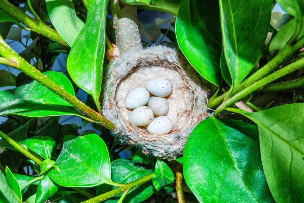 goldfinch bird egg on nest