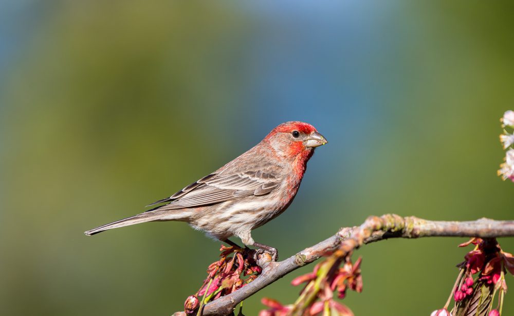 House finch sits on a flowering cherry tree branch looking for a mate