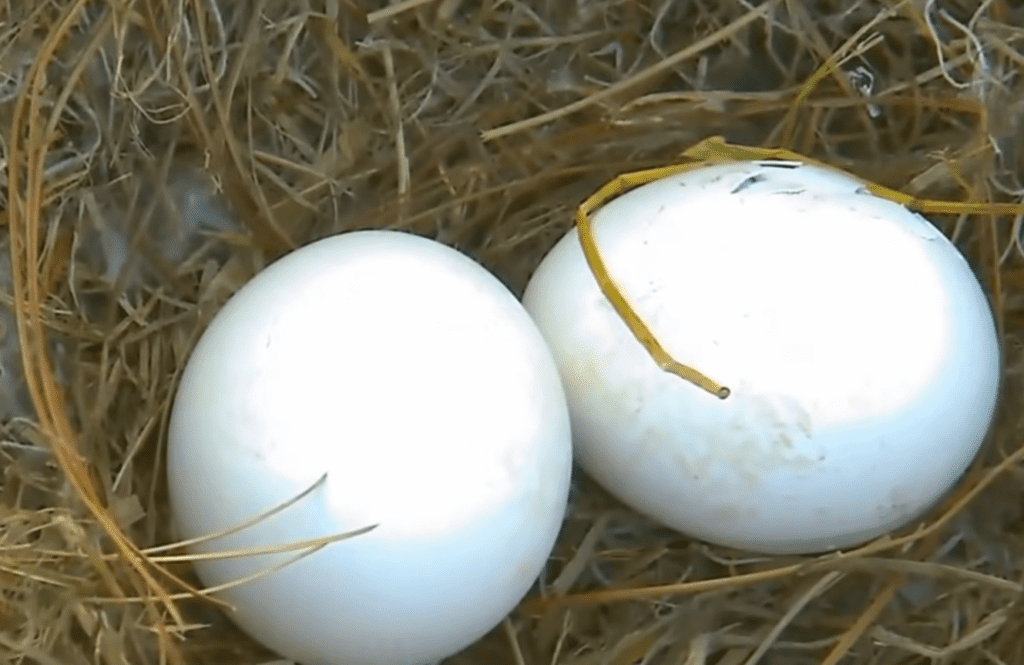 bald eagle egg on nest