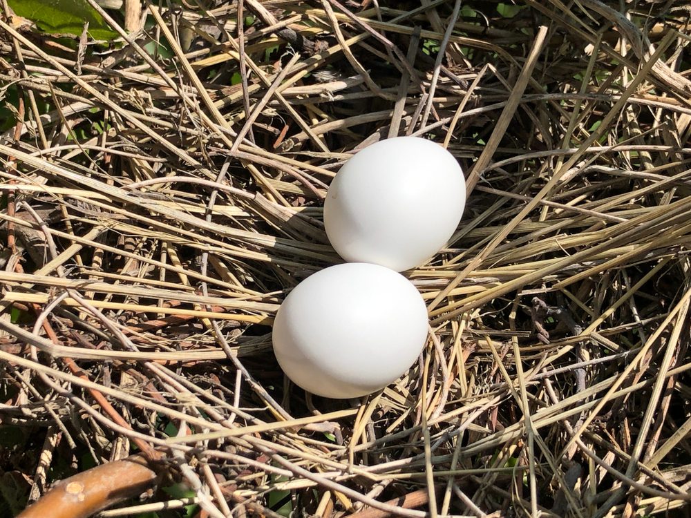  Mourning Dove egg on nest