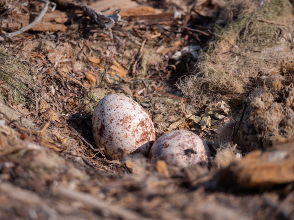 osprey bird egg on nest