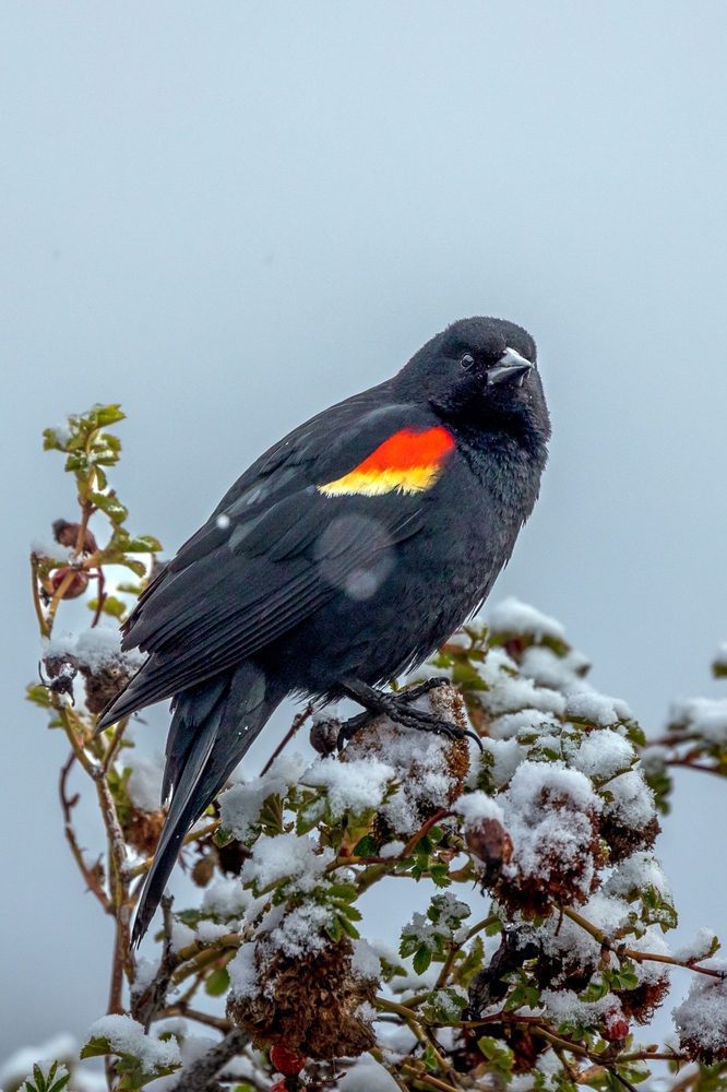 red-winged blackbird sitting on a snow-covered bush