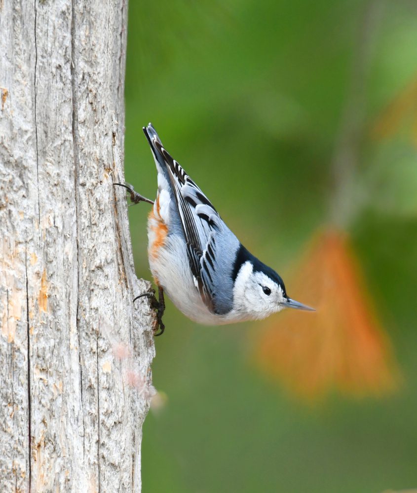 white breasted nuthatch on the old wood in spring
