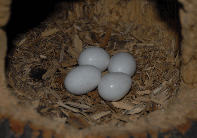woodpecker bird egg on nest