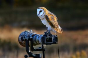 best camera for birding