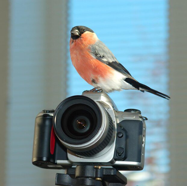 birding photography