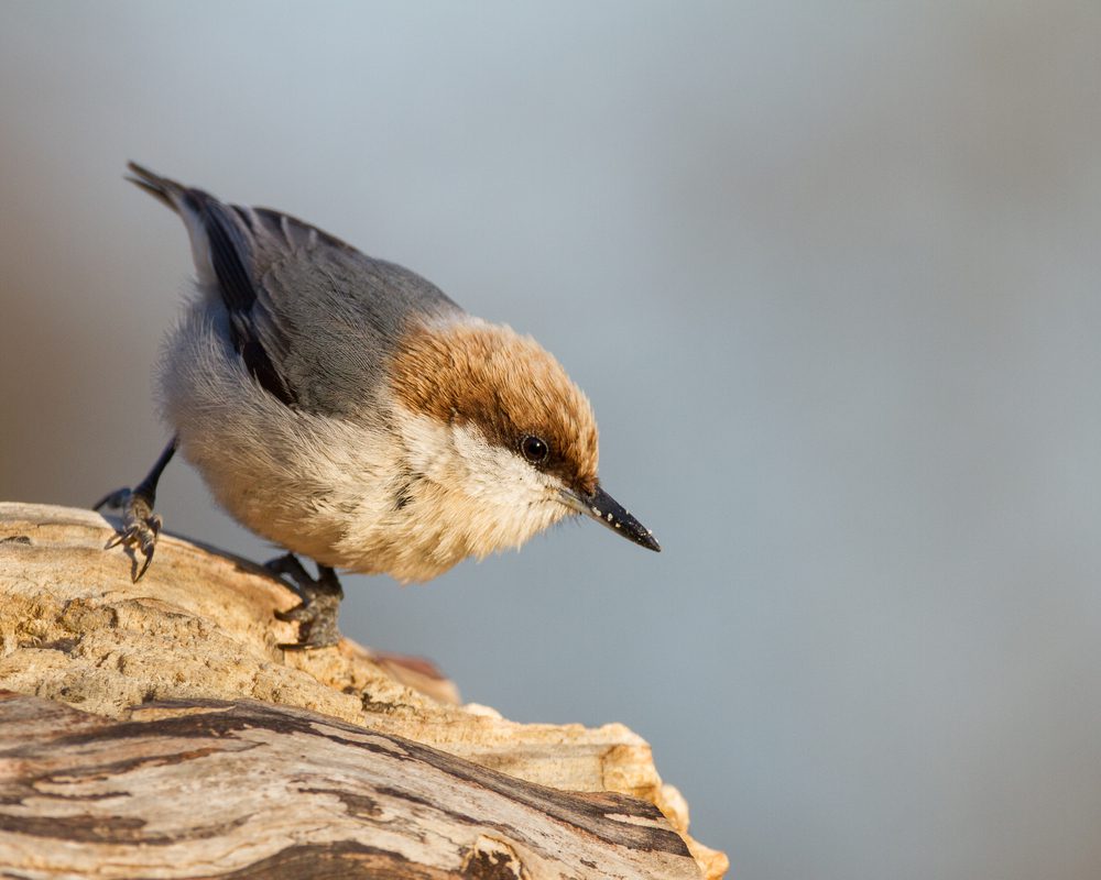 A brown-headed nuthatch perched on a log