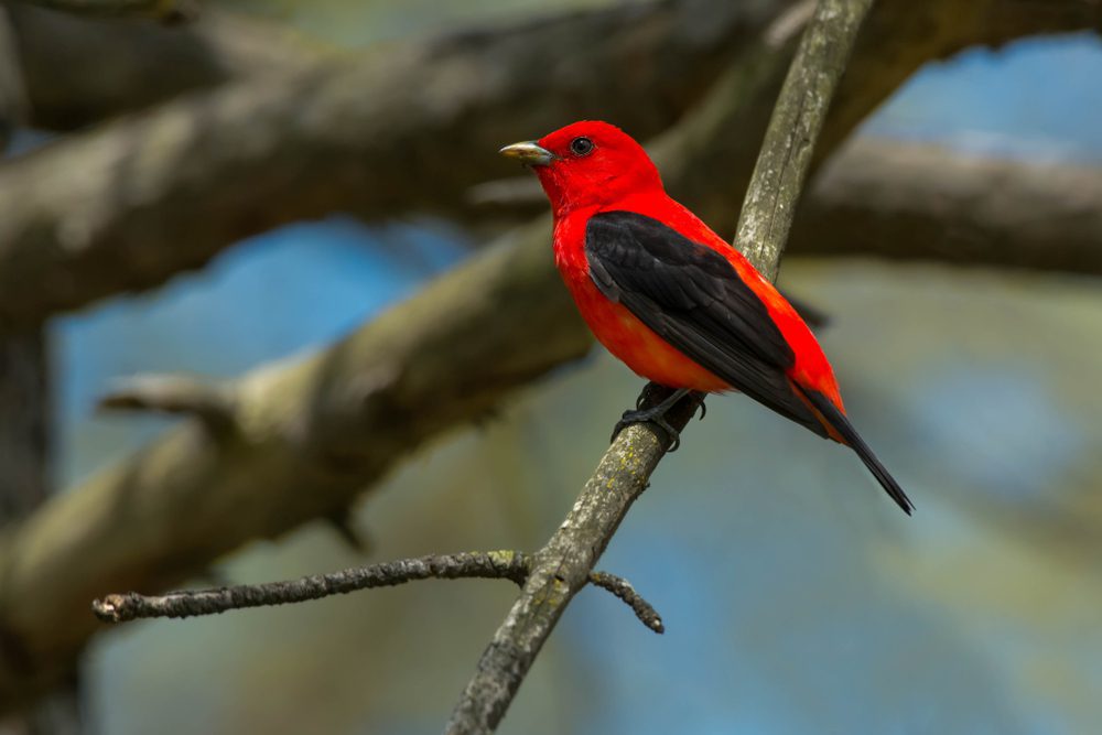 A male Scarlet Tanager