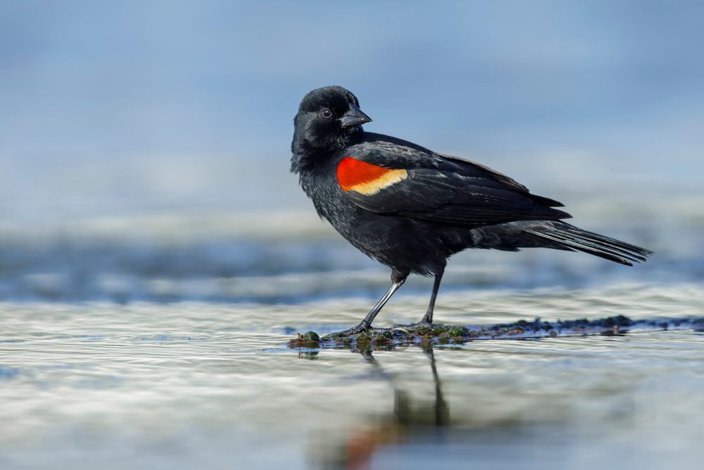 Adult male Red-winged Blackbird 
