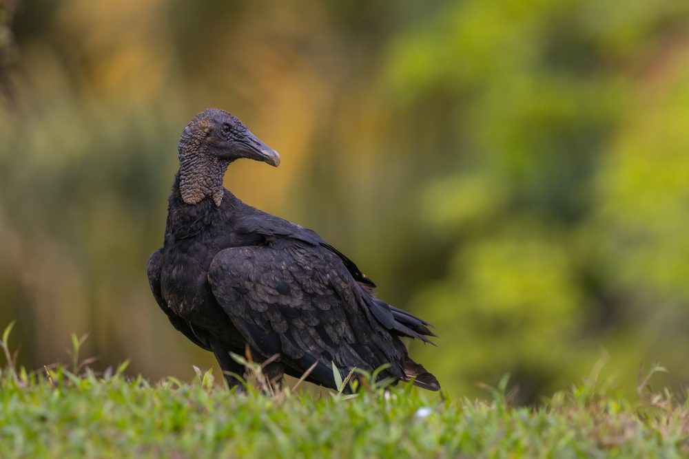 Black vulture on a rainy day