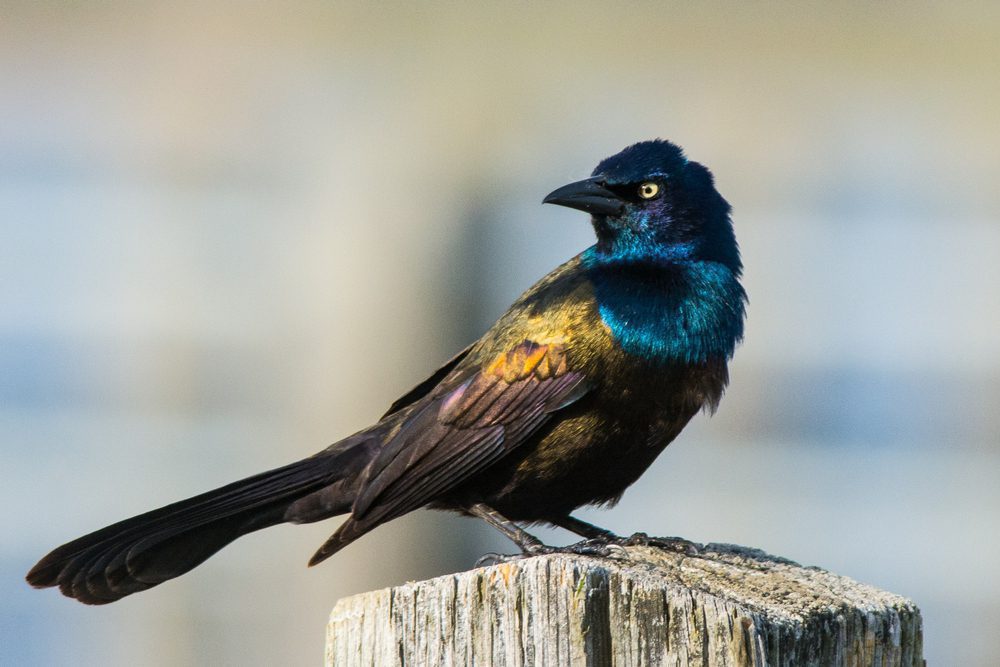 Common Grackle perched on pole