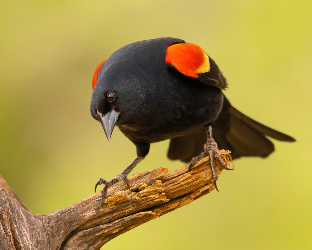 Red-Winged Black birds in virginia Posing on Tree Limb
