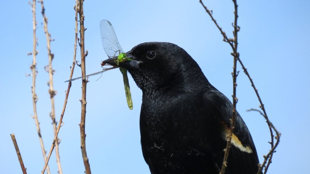 Red Winged Blackbird eating a Large Green Dragonfly