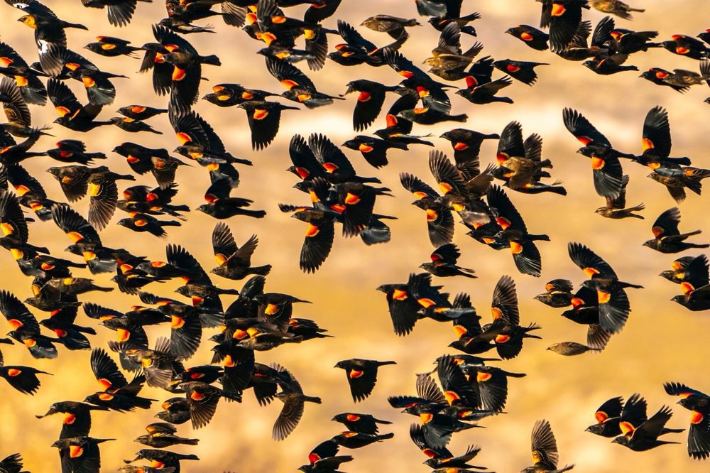  Red-winged blackbird flock flying