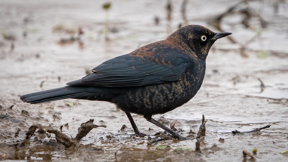 Rusty blackbird in the marsh