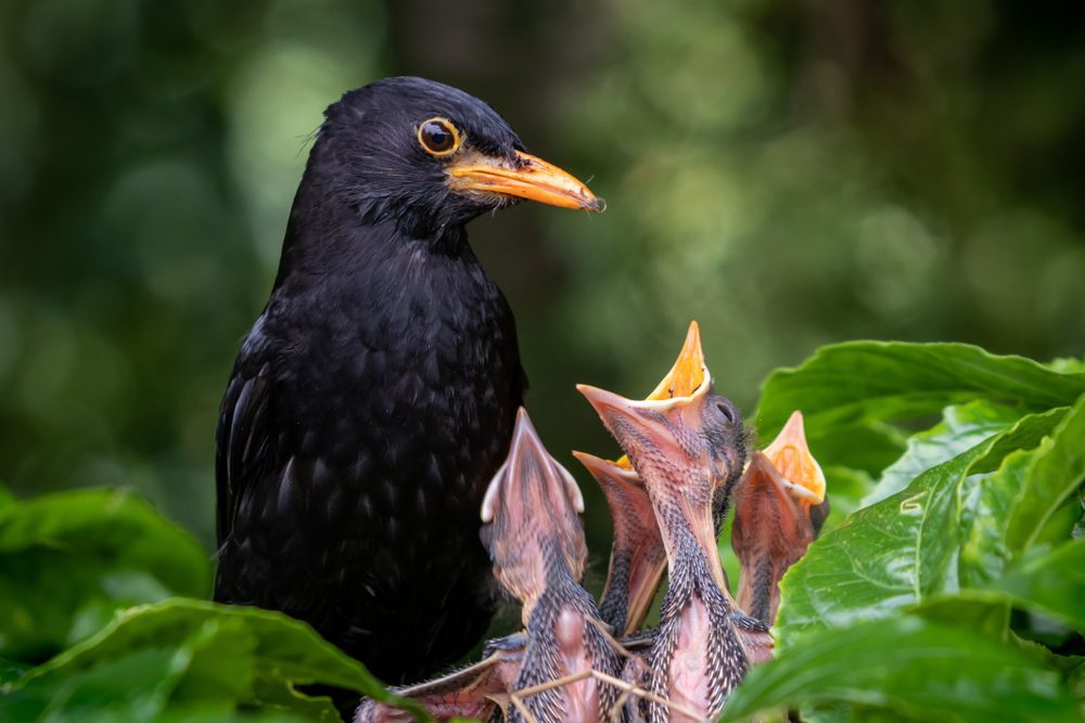 black bird nest