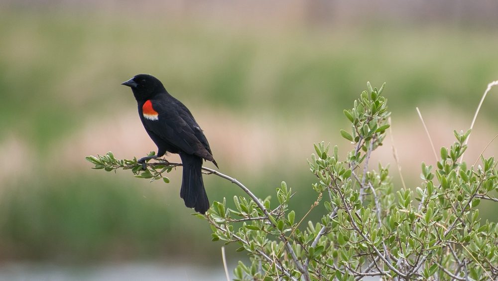 blackbird in florida